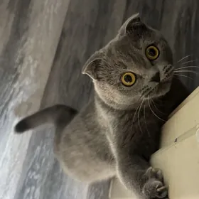 шотландская кошка