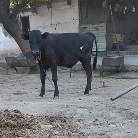 Öküz