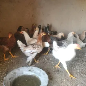 satılık towuk juýjeler