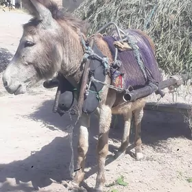 Erkek eşek