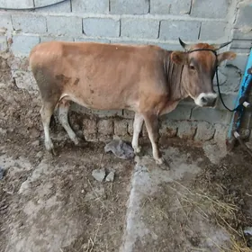 sygyr