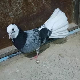 kepderi