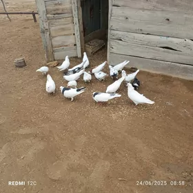 Kepderi