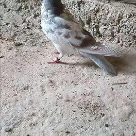 kepderi
