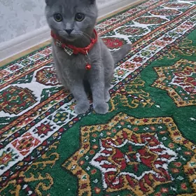 Pişik