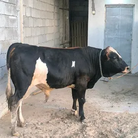 OKZLER BAKYLAN