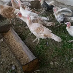 induk juyje