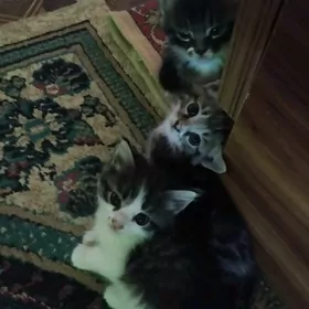 Котики