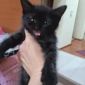 отдаю котят