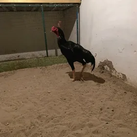 Horoz
