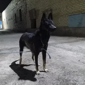 авчарка
