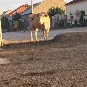 göleli sygyr