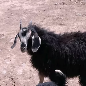 çewiş