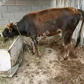 tuwe okuz sygyr