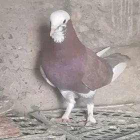 kepderi