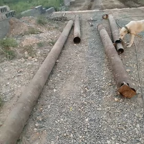 200 lik turbacuyruk yeri yok