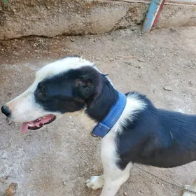 çopan