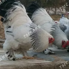 Brama yumurtga