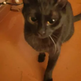 Кошка