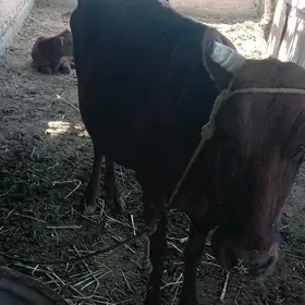 Paroda Sigir