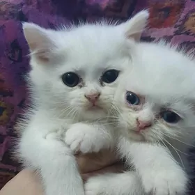 Шотландские котята
