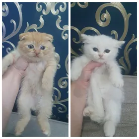 Шотландские котята