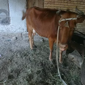 suytli sgyr