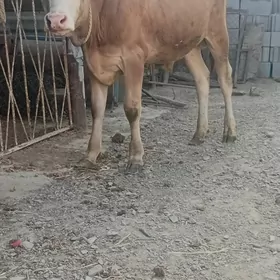 öküz