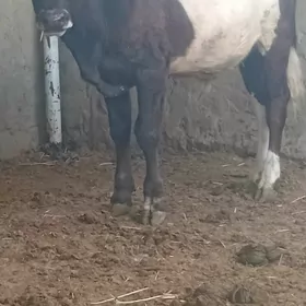 öküz