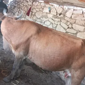 GÒĹEĹIsýgyr