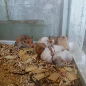 Hamster