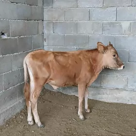öküz