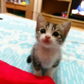 Котёнок