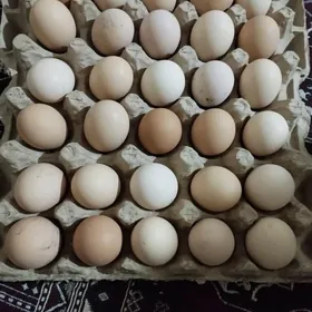 yumurtga
