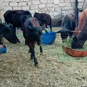 öküzçe tüwe öküz göle
