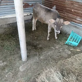 Öküz
