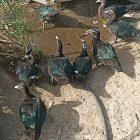 Indautka ordek