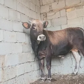 öküz