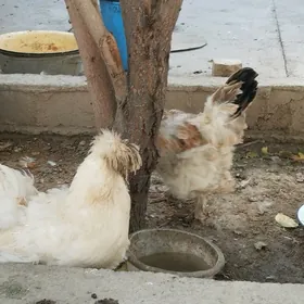 товук