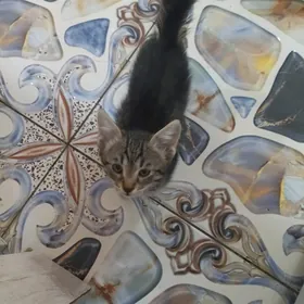 котенок