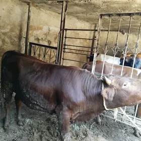Okuz Paý 80 manat