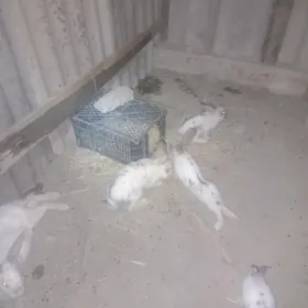 welikan towşan