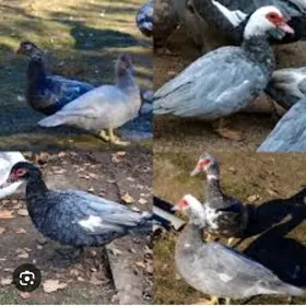 Indautga gok renkli juyje