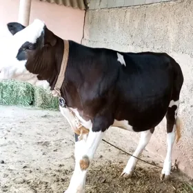 tuwe Angus we gibirt