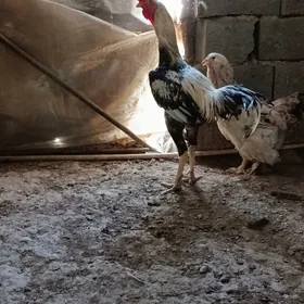horaz tawuk