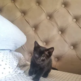 Котёнок