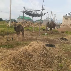 köşekli düýe
