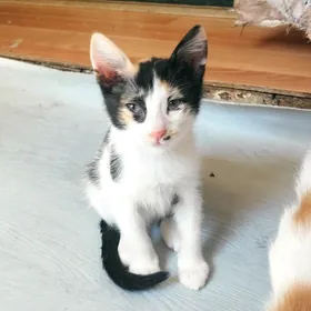 Пасхальные котята