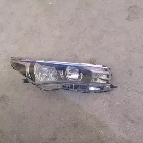 carolla haliji fara