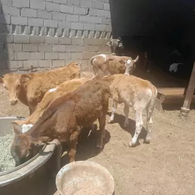 şwet okuzceler